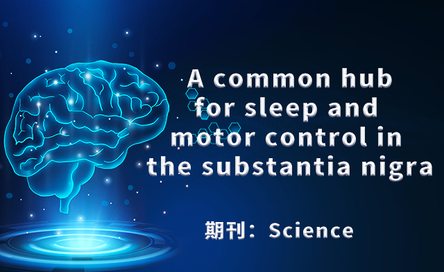 【文献解读】在大脑黑质中的睡眠和运动的控制中枢