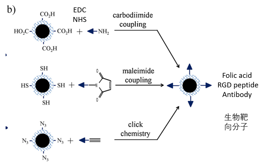 將小分子,多肽,抗體,適配體等生物分子附著在磁性納米顆粒表面,可以在