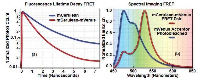 荧光蛋白共振能量转移（FRET）显微镜的基本原理