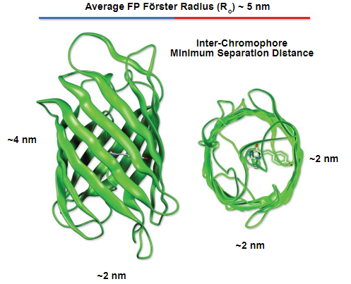 荧光蛋白共振能量转移（FRET）显微镜的基本原理