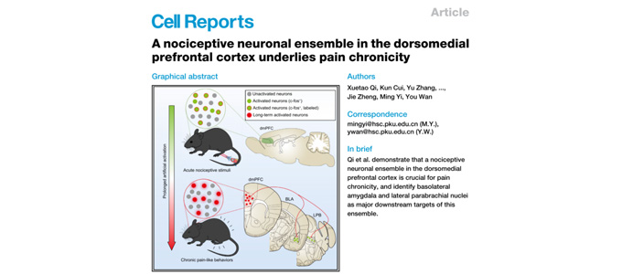 Cell Reports︱利用微型化双光子技术鉴定dmPFC介导慢性疼痛的特异性神经元集群